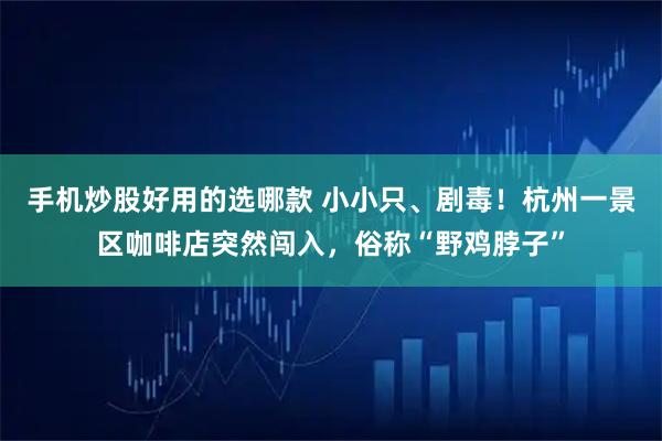 手机炒股好用的选哪款 小小只、剧毒！杭州一景区咖啡店突然闯入，俗称“野鸡脖子”